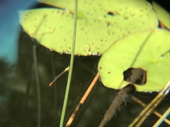 Ceriagrion cerinorubellum