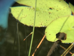 Ceriagrion cerinorubellum