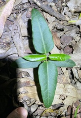 Leichhardtia coronata