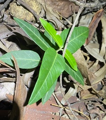 Leichhardtia coronata