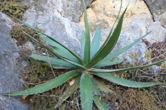 Agave funkiana