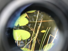Rhyothemis variegata