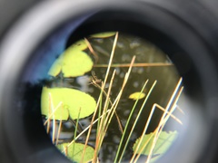 Rhyothemis variegata