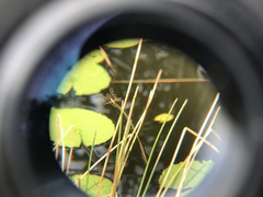 Rhyothemis variegata