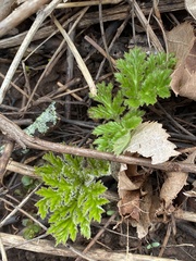 Heracleum mantegazzianum