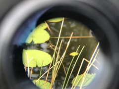 Rhyothemis variegata