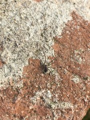 Hoplopholcus forskali
