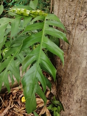 Rhaphidophora