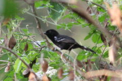 Cercomacra nigricans