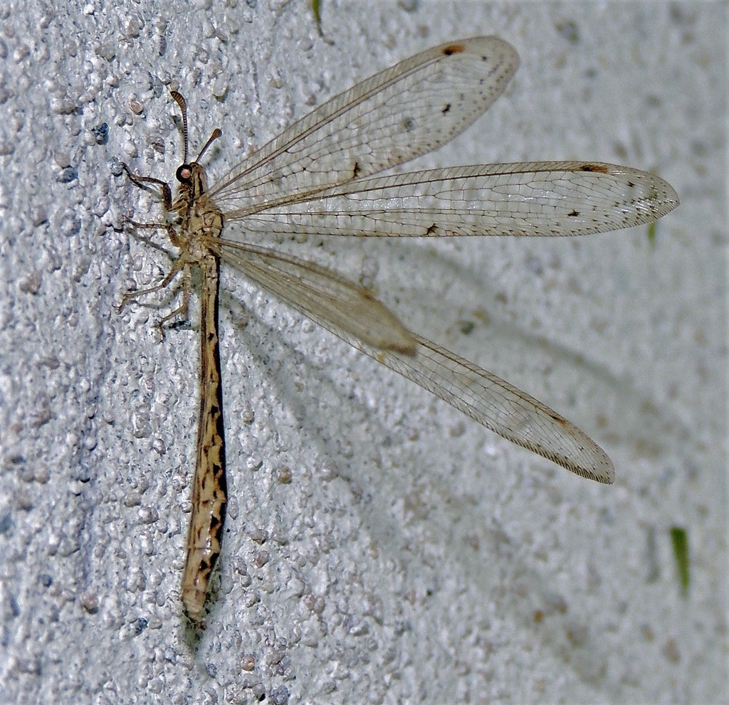Austroleon dispar