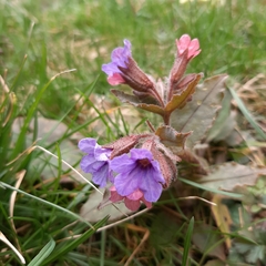 Pulmonaria officinalis