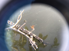 Brachythemis contaminata