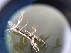 Brachythemis contaminata