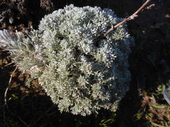 Artemisia pycnocephala