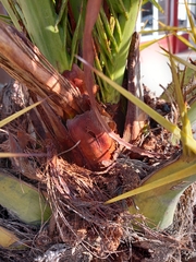 Rhynchophorus ferrugineus