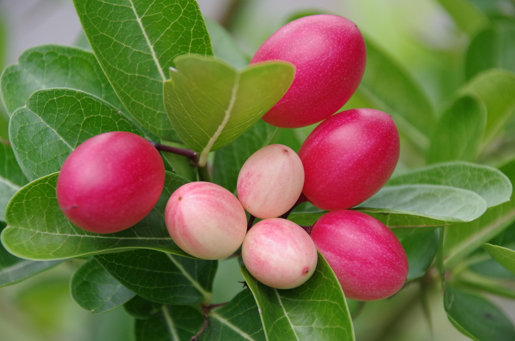 Bengal currant