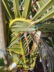 Rhynchophorus ferrugineus