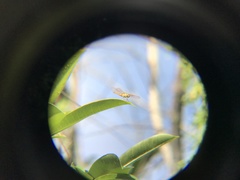 Brachythemis contaminata
