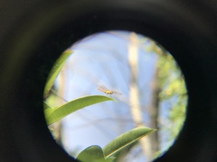 Brachythemis contaminata