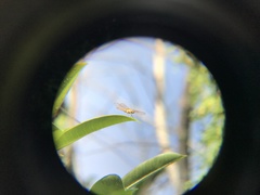 Brachythemis contaminata