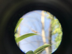 Brachythemis contaminata