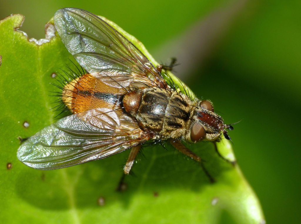 Peremptor kumaraensis