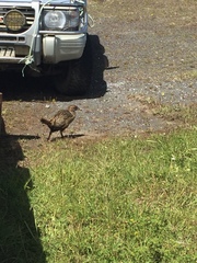 Gallirallus australis hectori