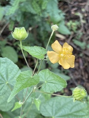 Abutilon galpinii