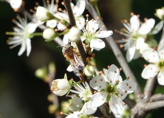 Andrena haemorrhoa