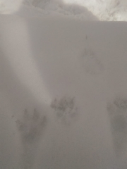 Nyctereutes procyonoides