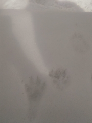 Nyctereutes procyonoides