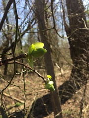 Dirca palustris