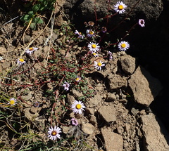 Felicia caespitosa