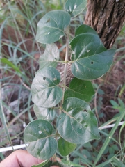Plectroniella armata