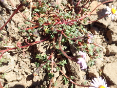 Felicia caespitosa