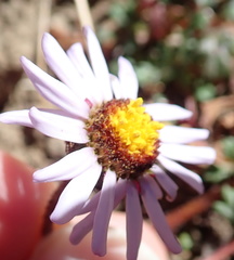 Felicia caespitosa