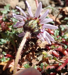 Felicia caespitosa