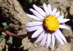 Felicia caespitosa