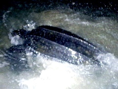 Dermochelys coriacea