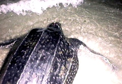 Dermochelys coriacea