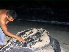 Dermochelys coriacea