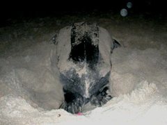 Dermochelys coriacea