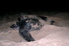 Dermochelys coriacea