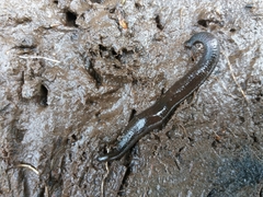 Trocheta