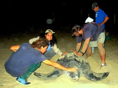 Dermochelys coriacea