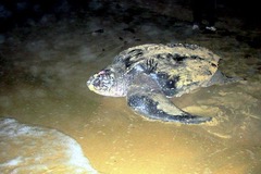 Dermochelys coriacea