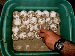 Dermochelys coriacea