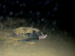 Dermochelys coriacea