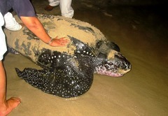 Dermochelys coriacea