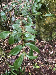 Cinnamomum subavenium